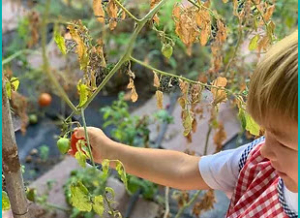 Foto de un alumno tocando un tomate